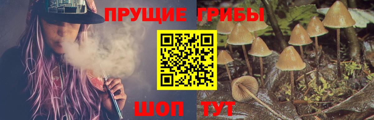 Галлюциногенные грибы Psilocybe Тара